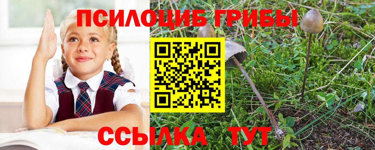 Псилоцибиновые грибы Cubensis  Вход с VPN  Будённовск  где можно купить   Псилоцибиновые грибы прущие грибы 